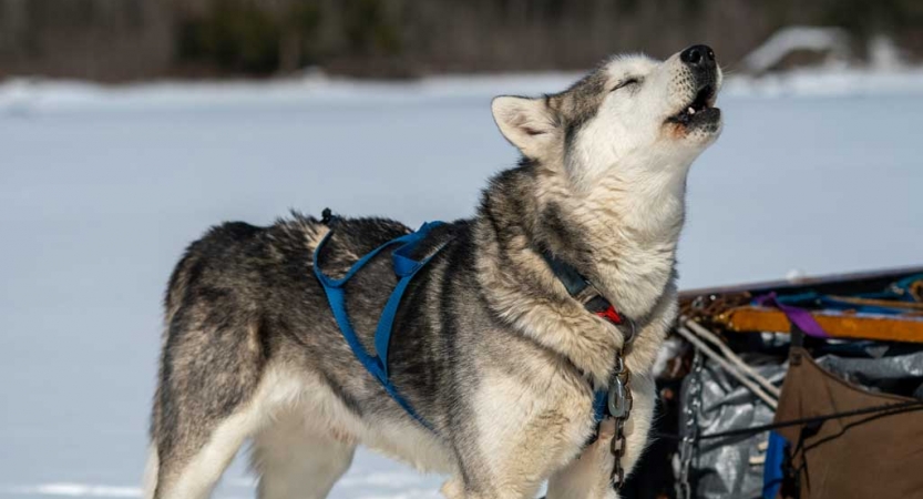a sled dog appears to howl amid a snowy landscape 